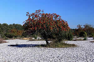 Feuersteinfeld Rügen