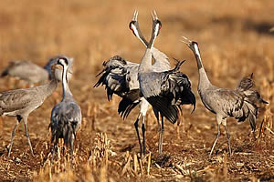 Kraniche auf Ihrem Rastplatz